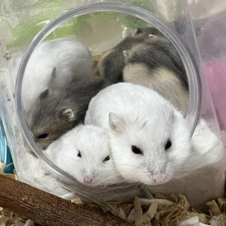 東洋医学で見る🌱‬‪自然派登録販売者💊優琉‪🐹🎶🎵🎤