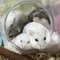 東洋医学で見る🌱自然派登録販売者💊優琉🐹🎶🎵🎤