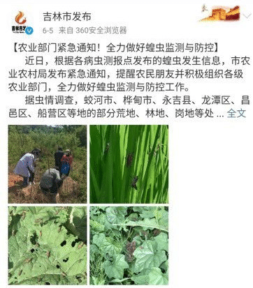 コロナの裏で 中国に ヤバすぎる数 のバッタの大群が襲ってきた 夫馬 賢治 マネー現代 講談社 2 6
