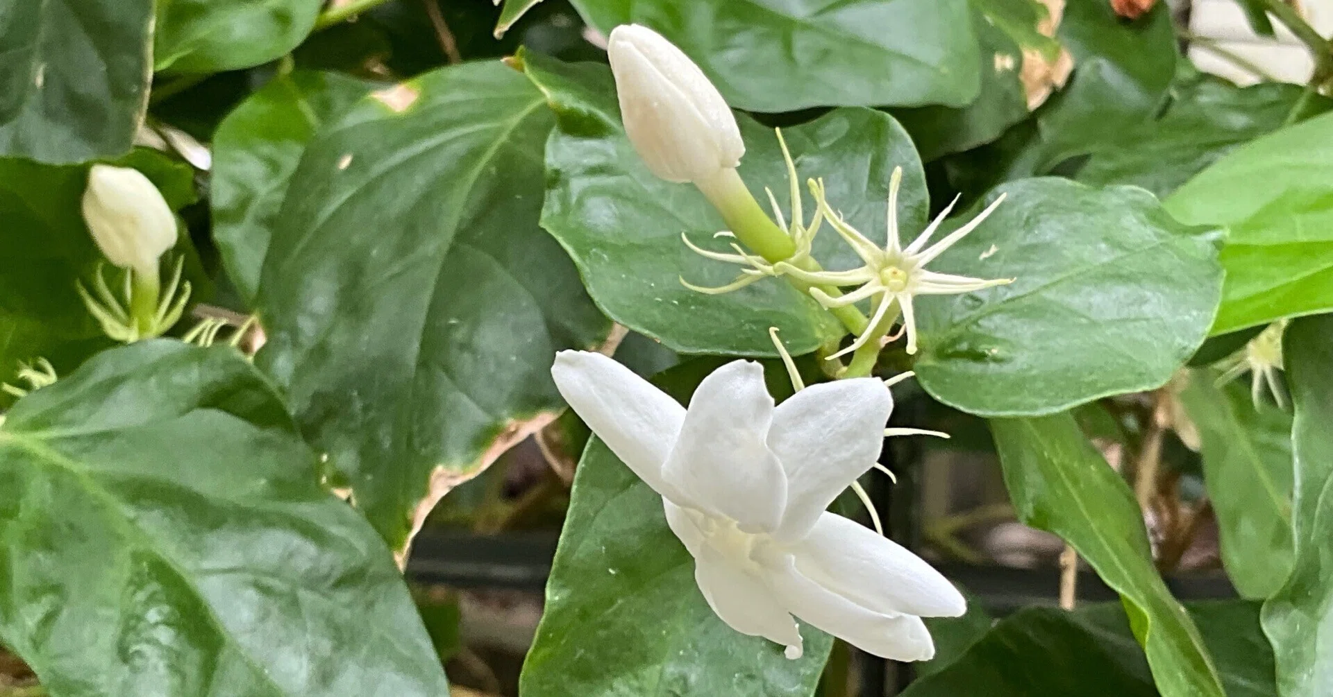 マツリカ（茉莉花）（京都府立植物園）：2026年9月15日（火）｜藤井