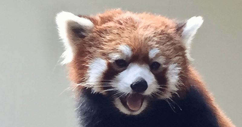 レッサーパンダが可愛い 滝山浩世 Note