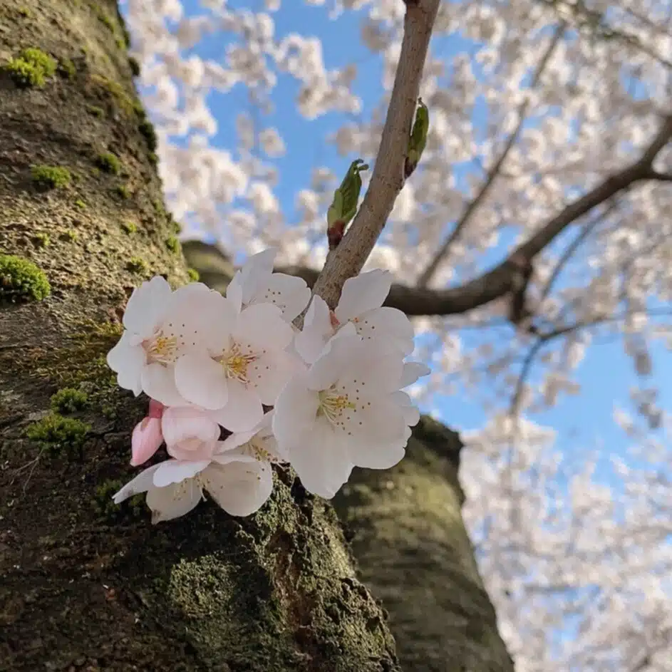 あやな（sakura）