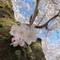 あやな(sakura)