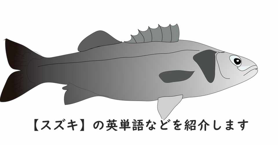 魚 スズキ の英単語 特徴などを紹介します きむっち Note