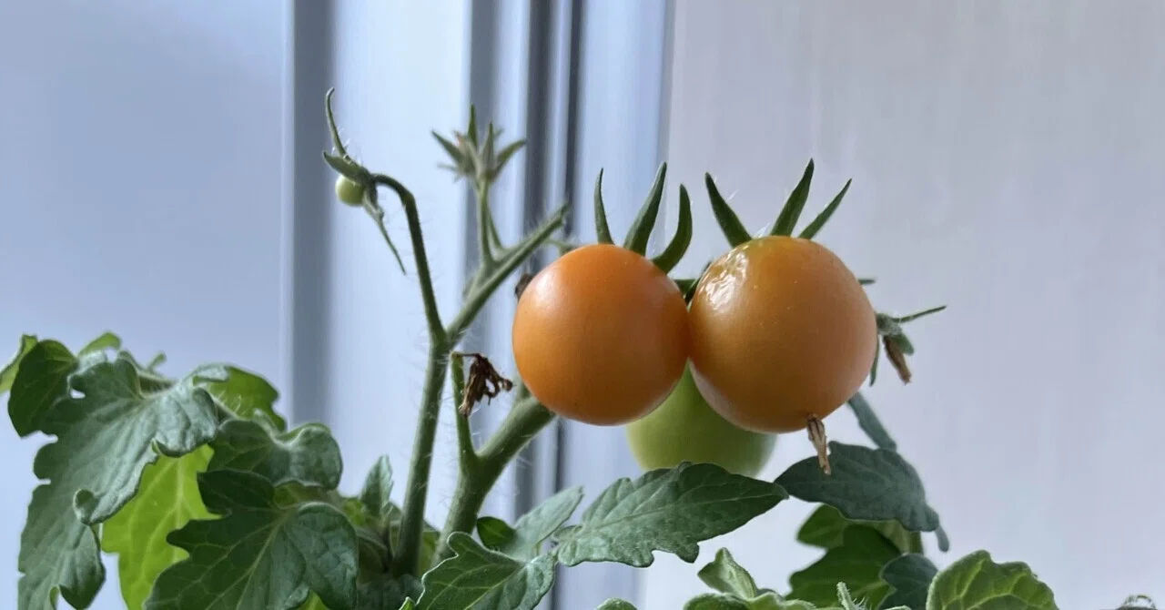 ミニトマト観察🍅サボり七月、晴れやか八月初旬｜Mio