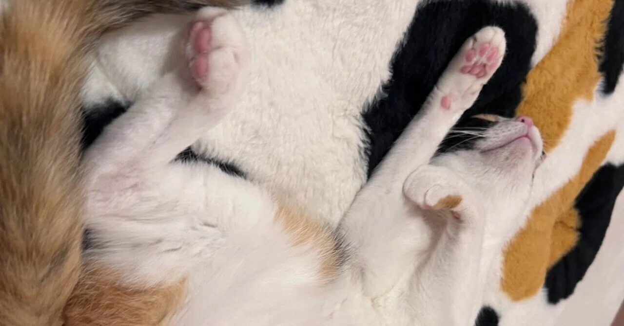 世界のねこちゃん」2026/08/08（土）🐈‍⬛｜ぼんちゃん