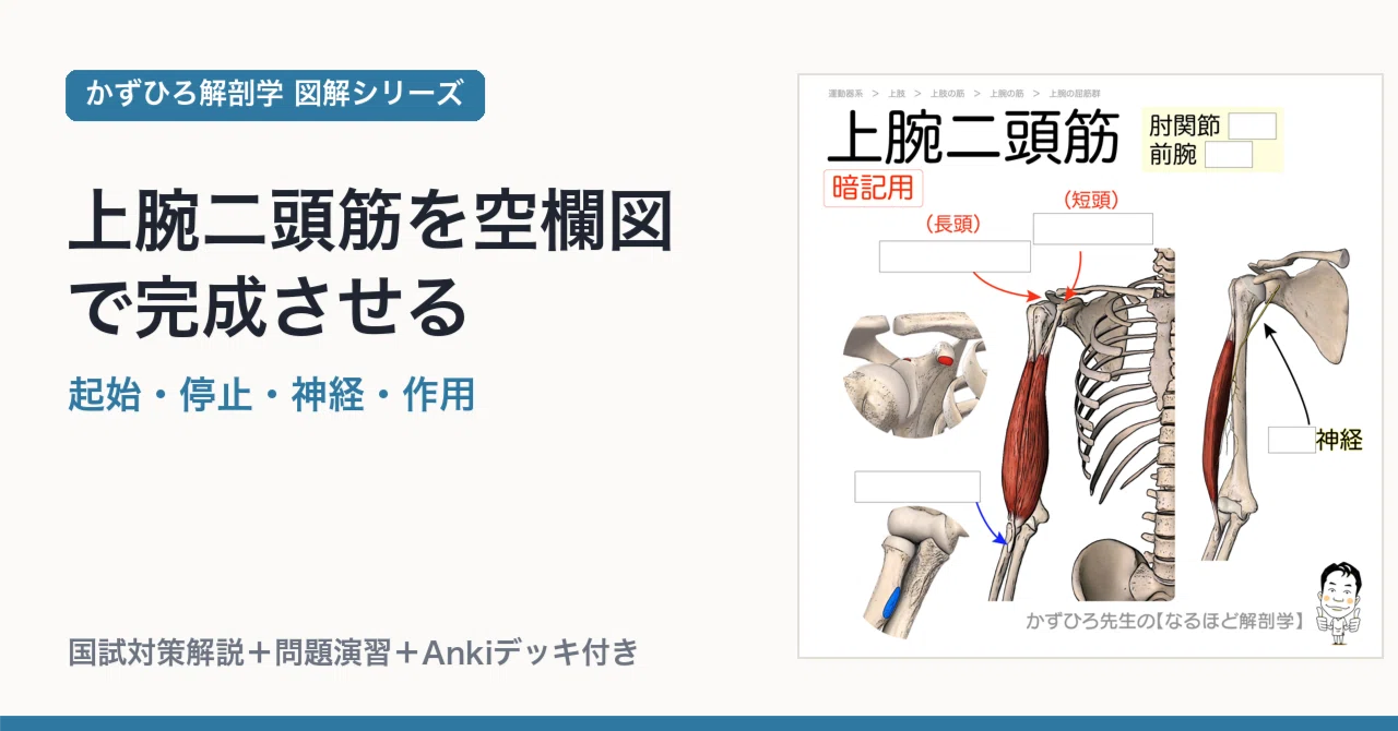 上腕二頭筋を空欄図で完成させる｜起始・停止・神経・作用｜かずひろ