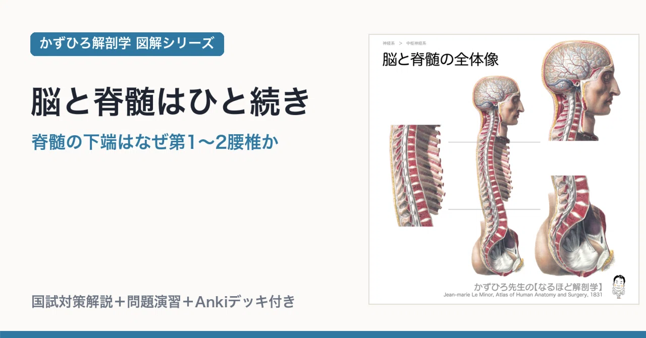 全脊椎の作用と性質」 全脊椎の作用と性質 | 黒川瀞雄 |本 | 通販 | Amazon