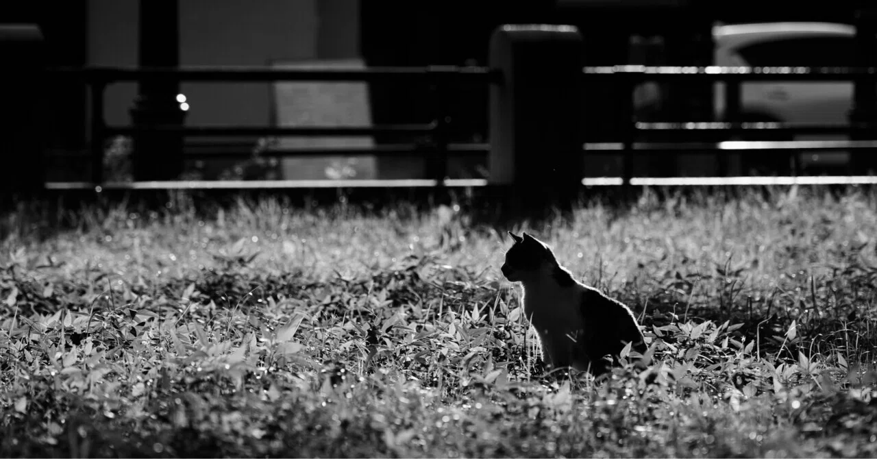 ねこです。｜mss