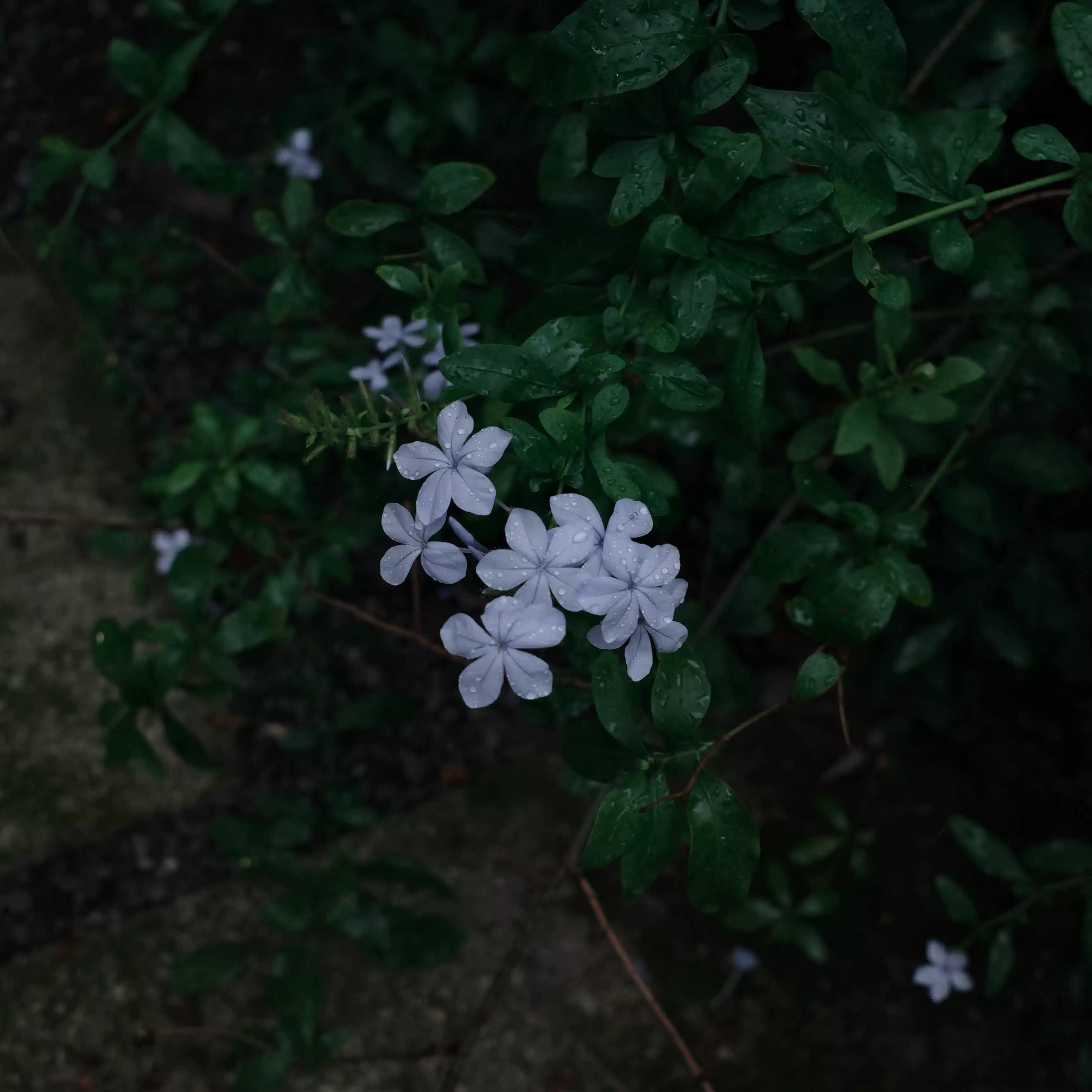 fumi
