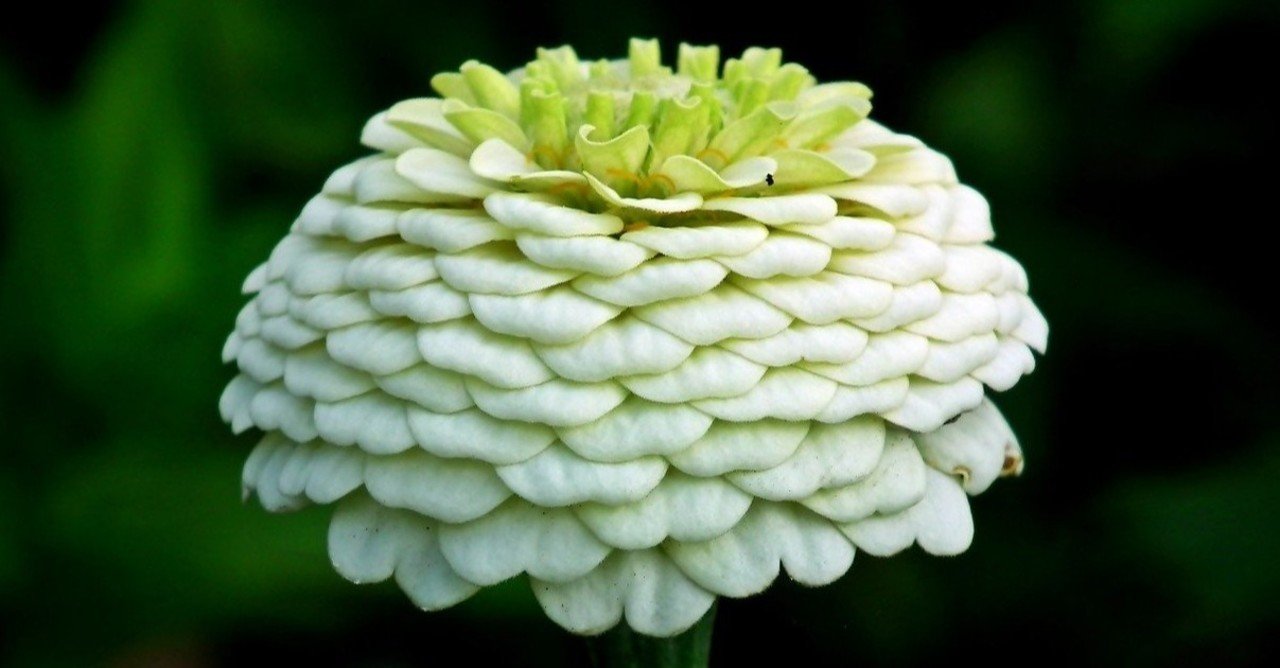 ジニアの花言葉 Lily Taki トラベルライター Note