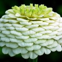 水芭蕉の花言葉 Lily Taki トラベルライター Note