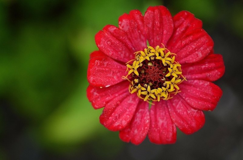 ジニアの花言葉 Lily Taki トラベルライター Note
