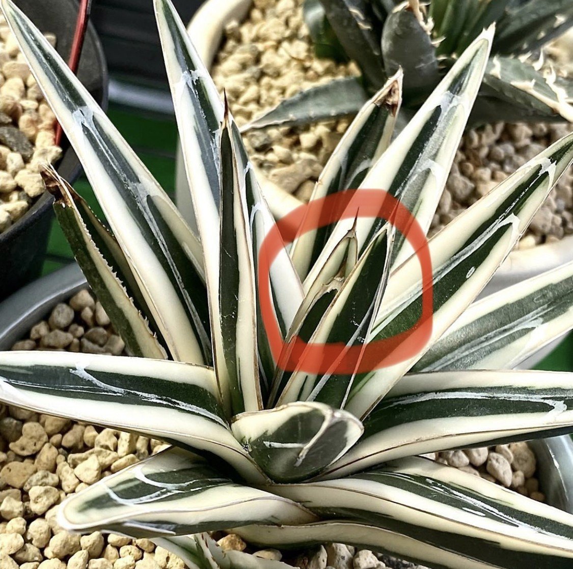 Agave Manな旦那との暮らし#5 -Agaveの成長について｜YUKO SAGA