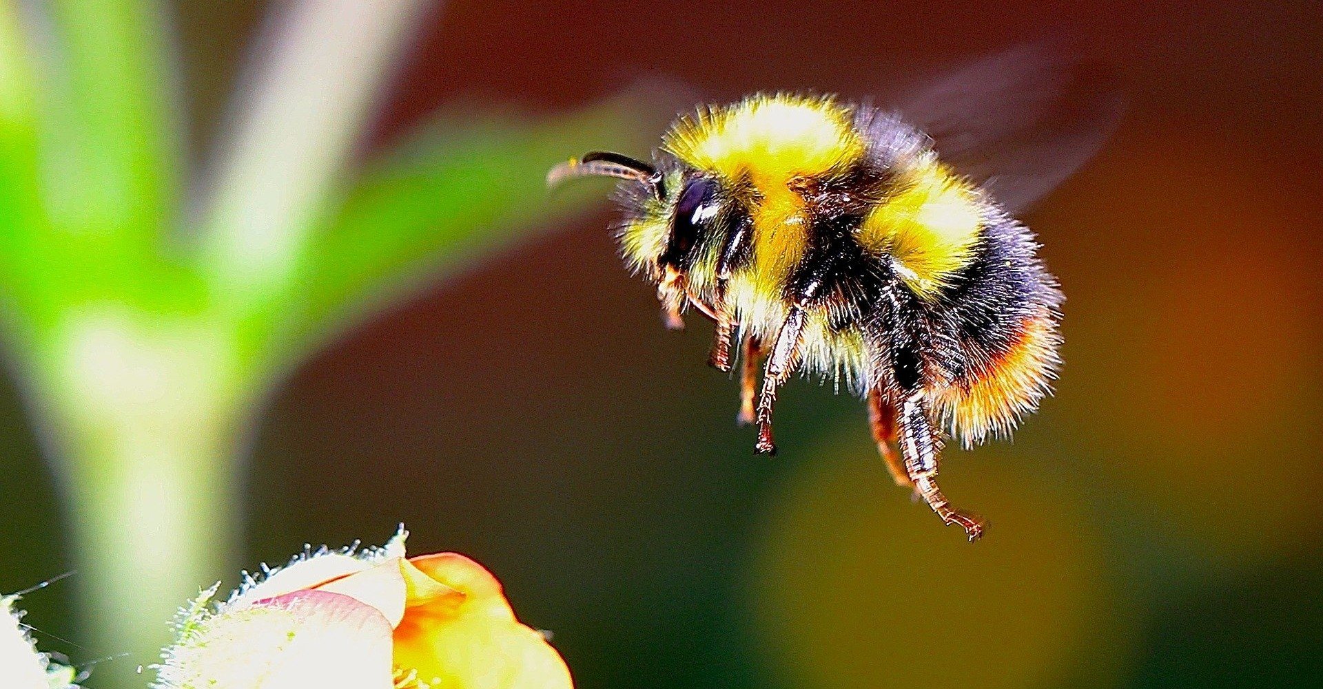 スワロフスキー マルハナバチ ミツバチ 蜂 ハチ 166185 専用