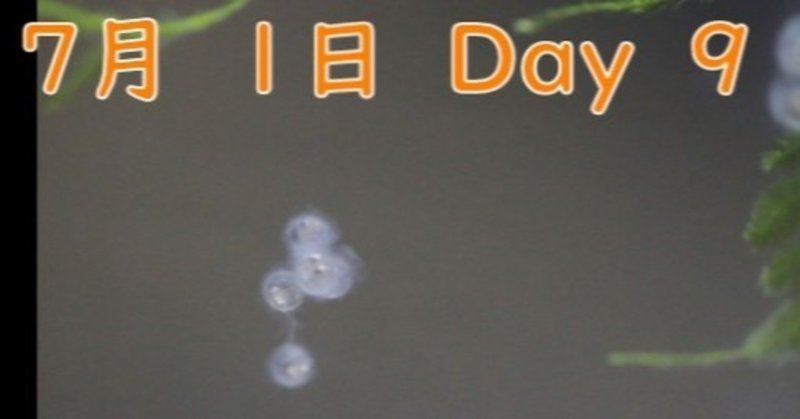 メダカの卵が踊り出す 産卵から孵化までの１７日間の全記録 タイムラプスで一気に観察 Yasu Note