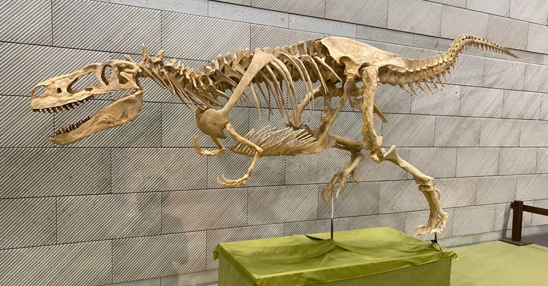 大恐竜展 新発見の堅頭竜類ザヴァケファレ｜theropodさん