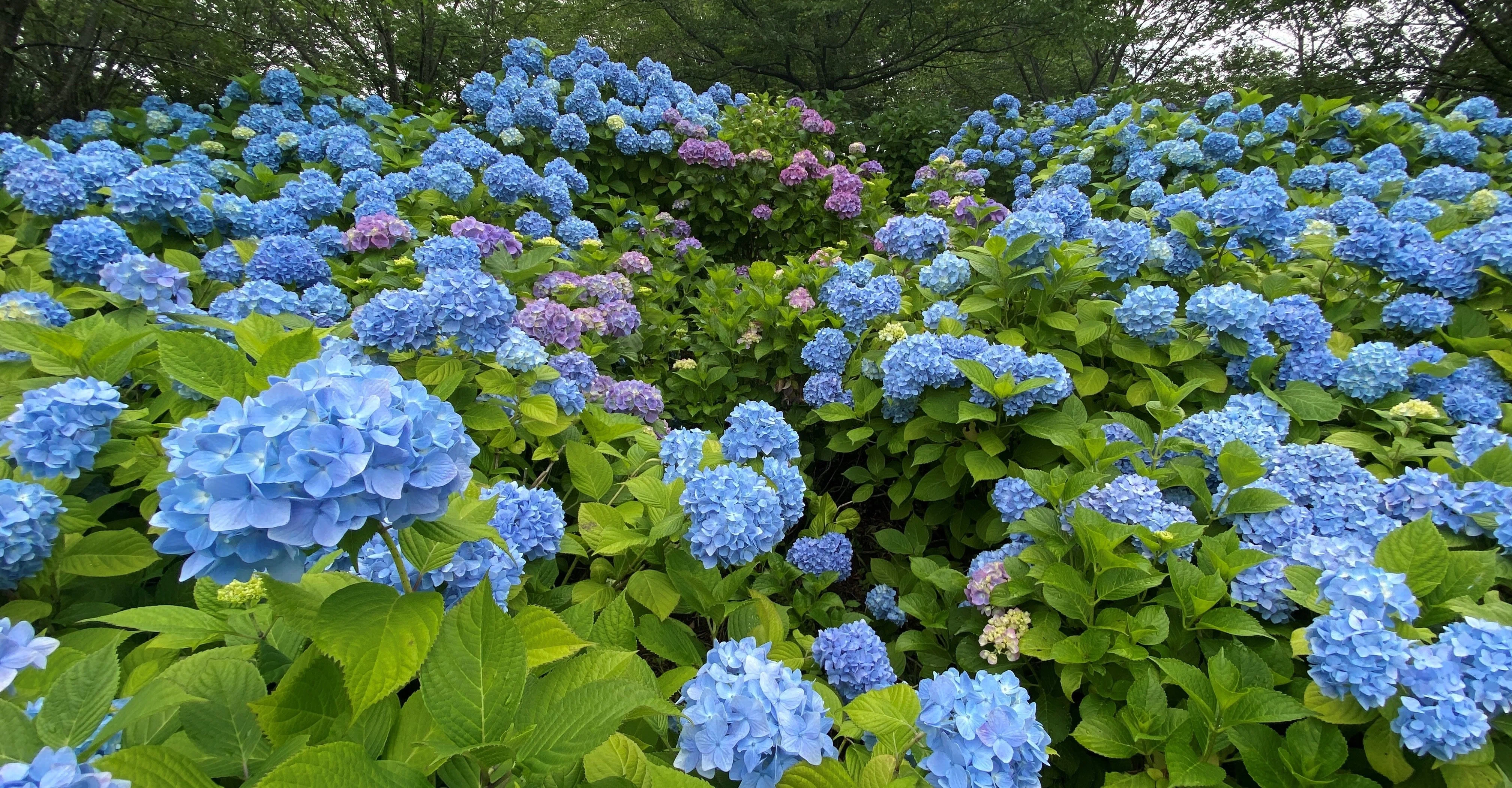 亀ヶ城公園のあじさい』｜plus＋