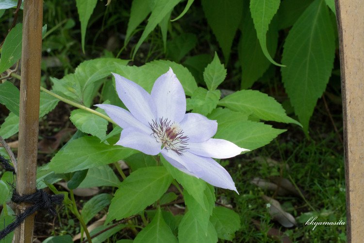 前回からまだ1ヶ月もたたないのに、花の種類が入れ替わっていました。