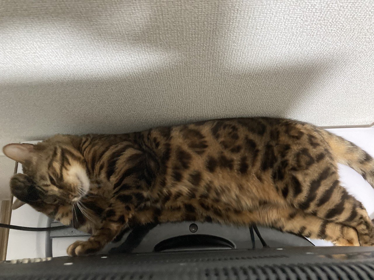 テレビ裏の隙間ねこ Dumyam Note