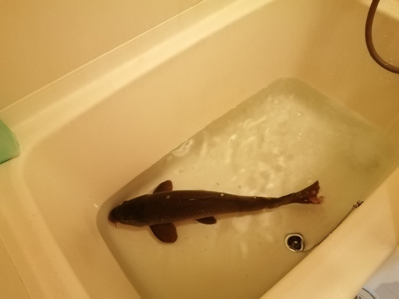 ええっ クソデカ淡水魚をこの家で捌くんですか かもの Note