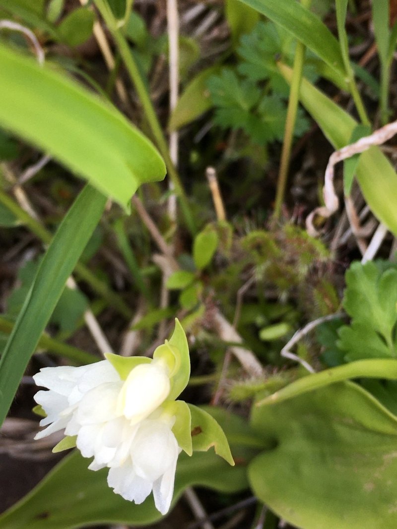 小さくて美しい植物 イワツメ Note 小さくて美しい植物 イワツメ Note