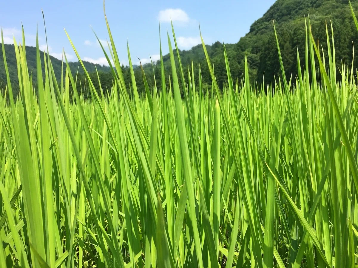 画像50