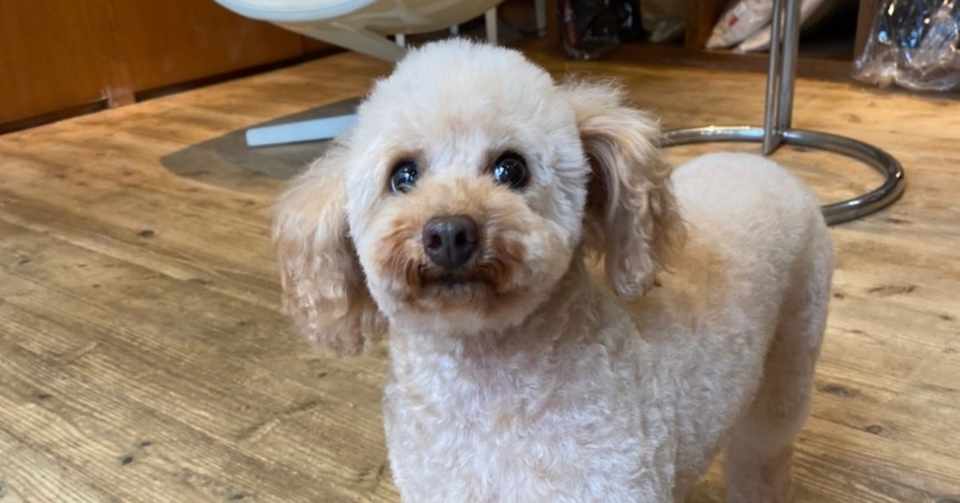 保護犬の里親になって２ヶ月間の財政事情 とも サラリーマン辞められない中年 Note