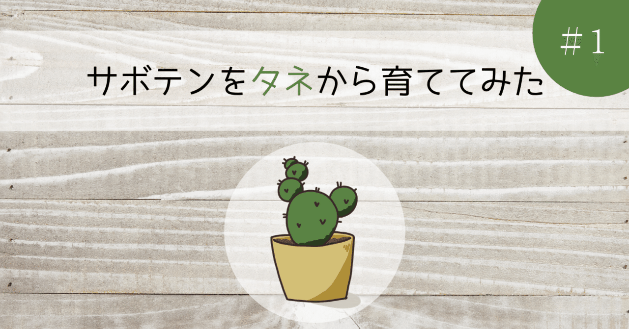 サボテンをタネから育ててみた 1 きな Note