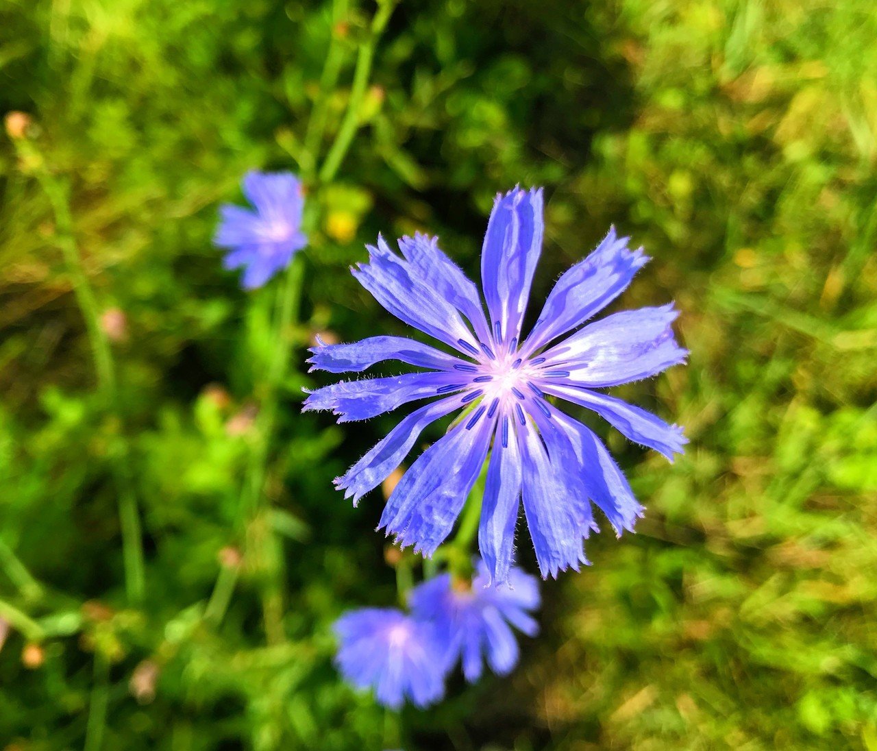 ウィスコンシン州 道端の草花 Anemone0630 Note ウィスコンシン州 道端の草花 Anemone0630 Note