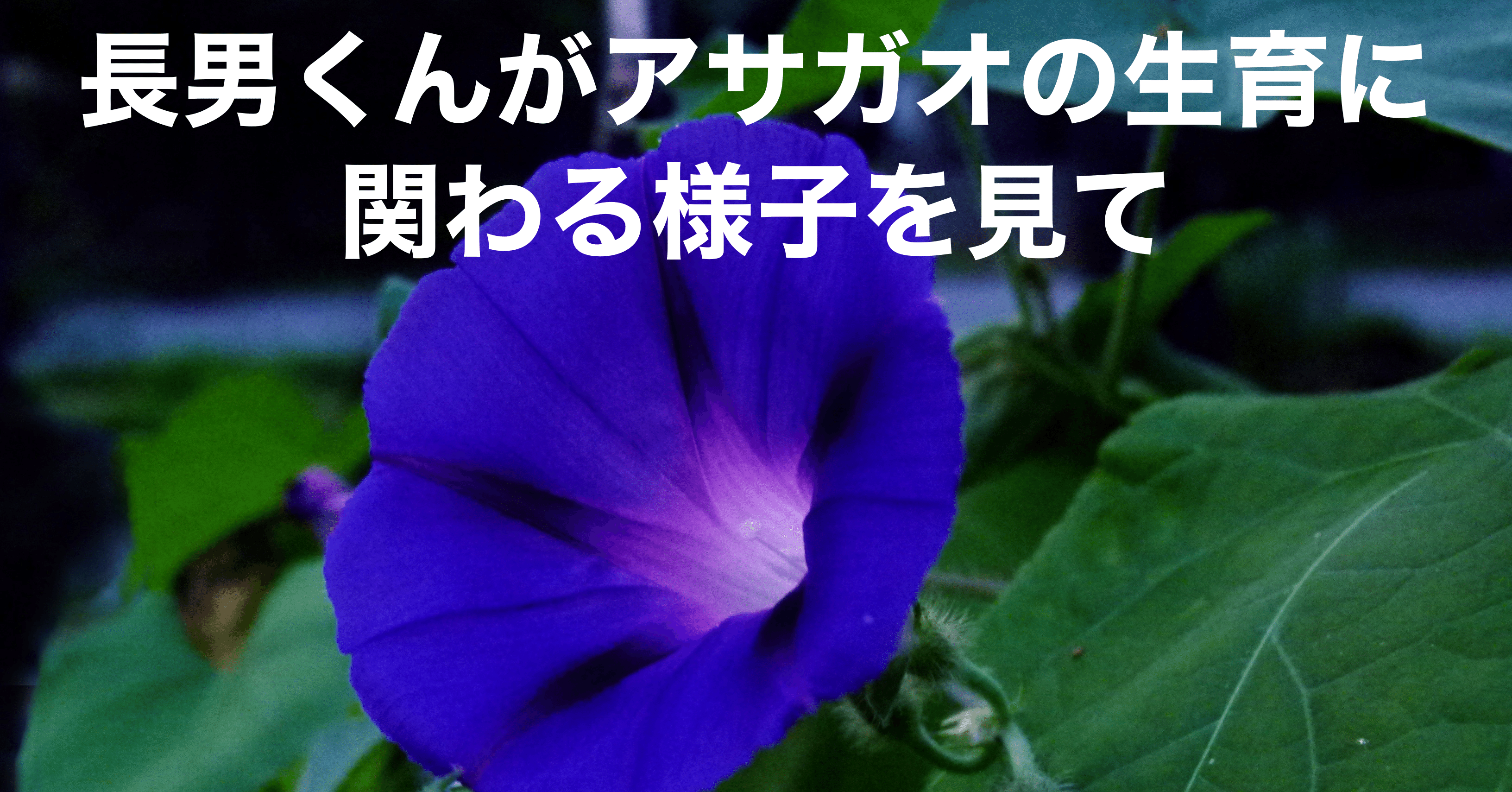 小学一年生の長男くんとアサガオ 朝顔 と えんどう 遠藤 涼介 モブキャラ Note