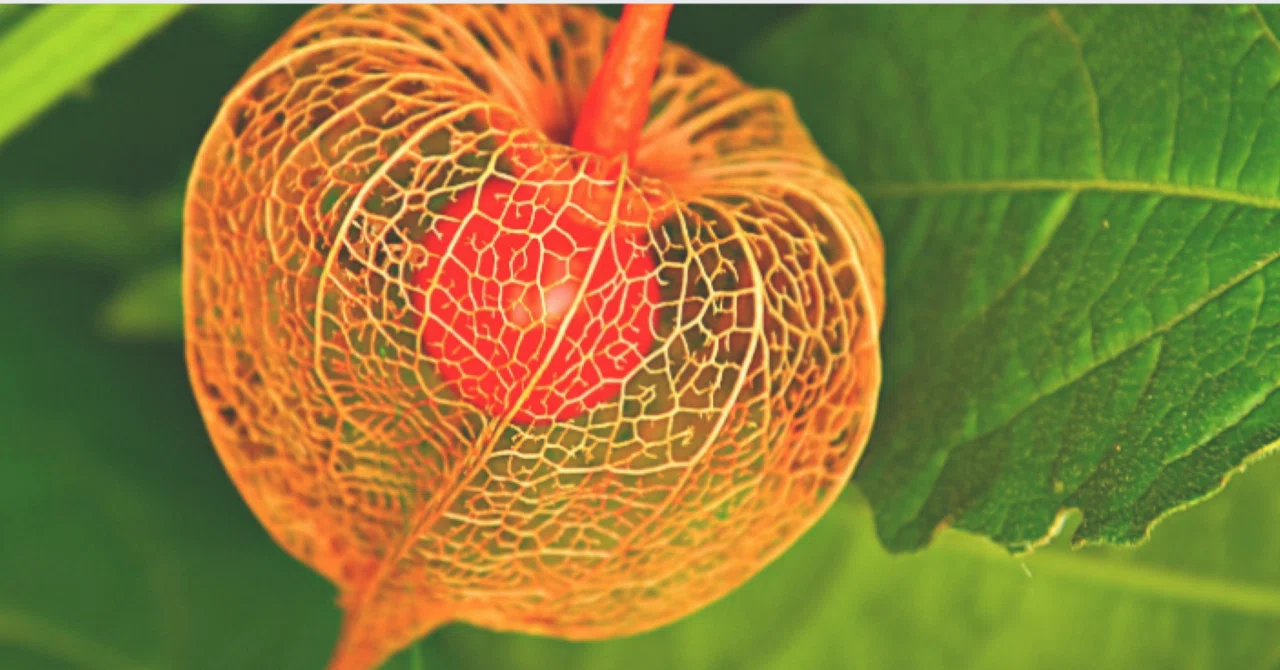 ほおずき（鬼灯）― お盆の精霊を導く赤い実、実は毒草｜植物と日本の裏
