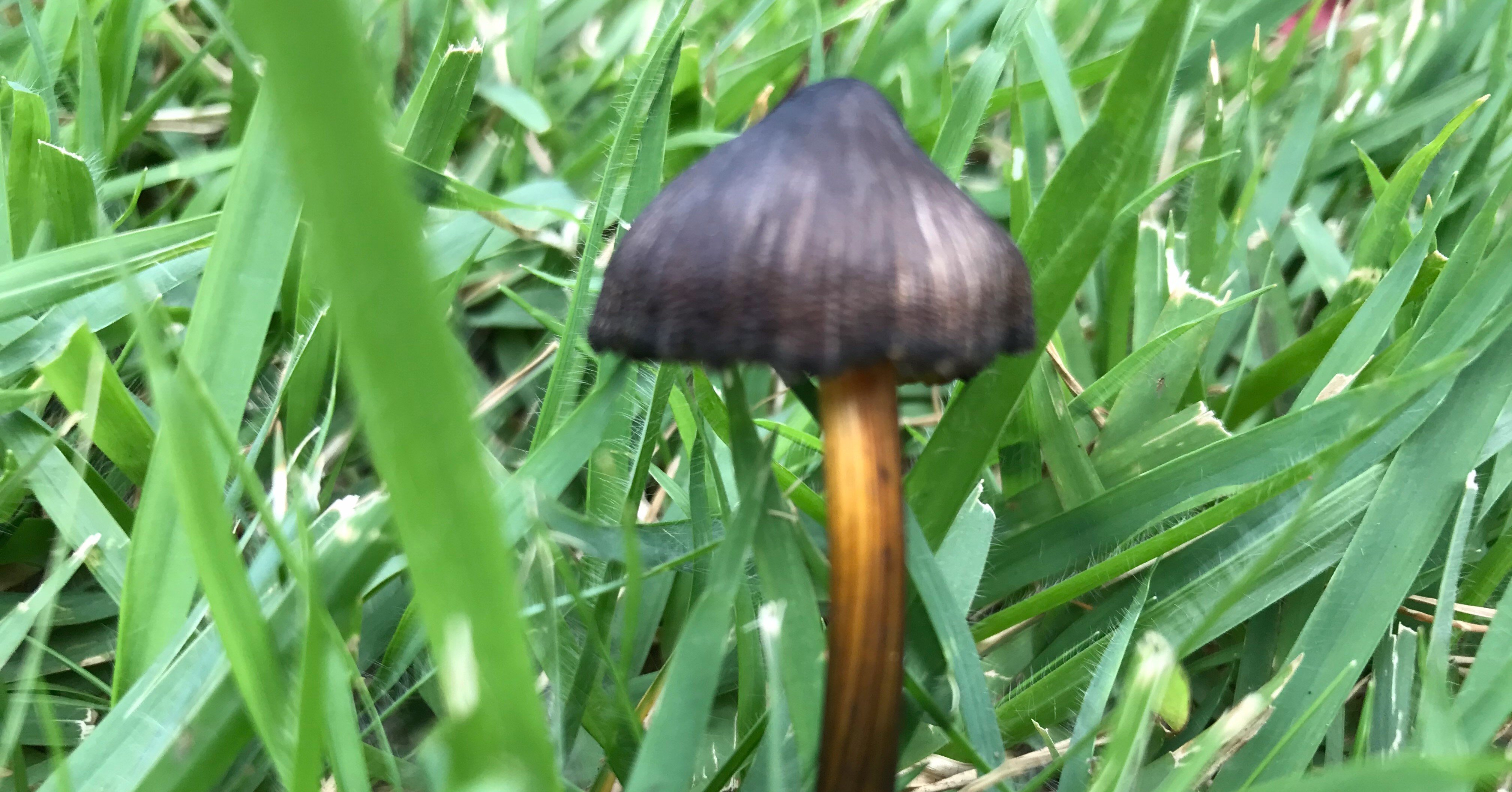 公園に生えていたきのこ 名前はわかりません Tentomushi Note