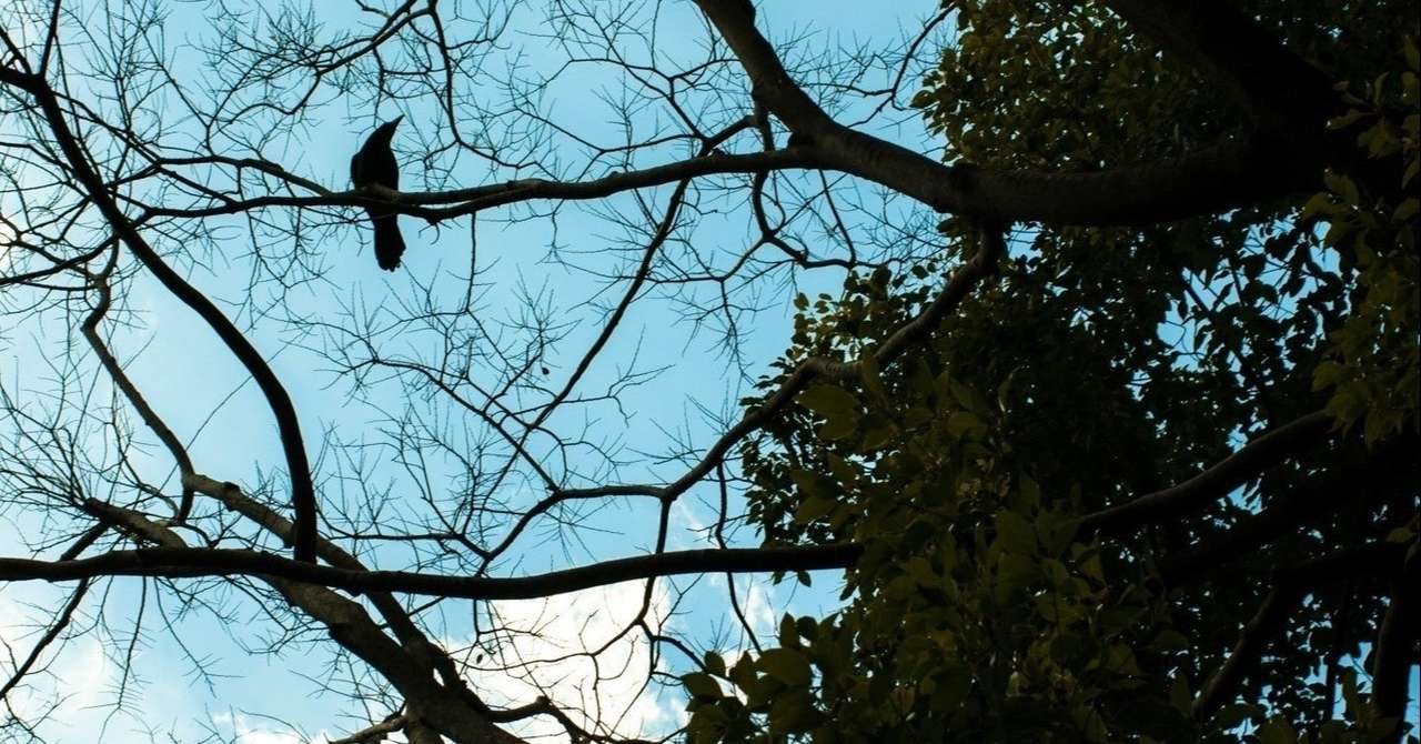 巨大な盆栽 の新着タグ記事一覧 Note つくる つながる とどける