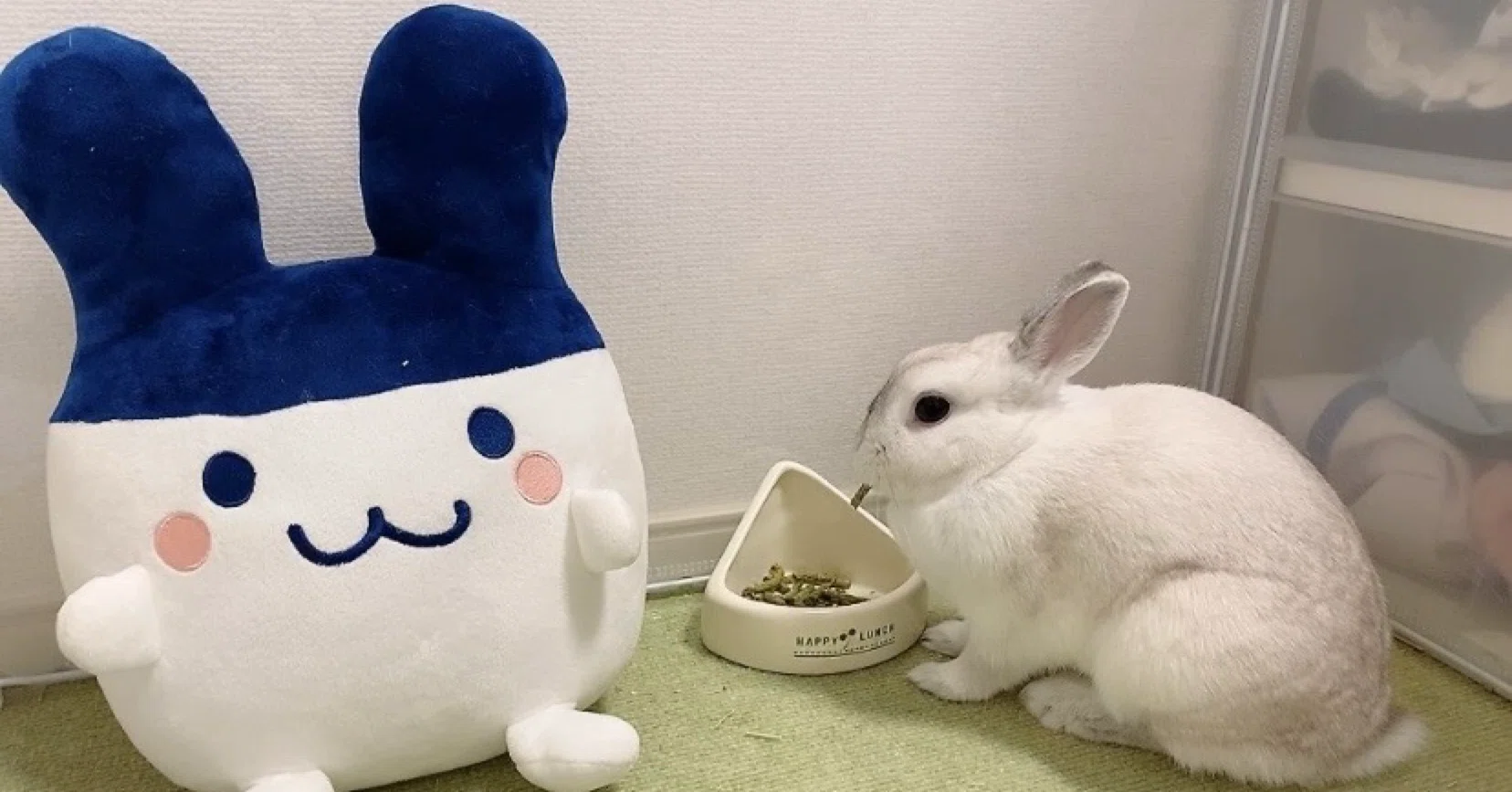 うさぎたち🐰の月別一覧｜真希名🌟楽習室スピカ🏫🎼｜note