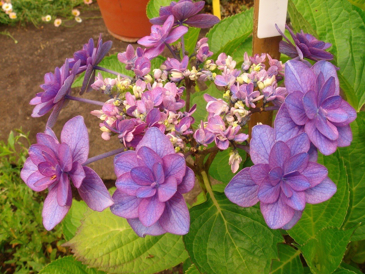 長谷寺3_紫陽花