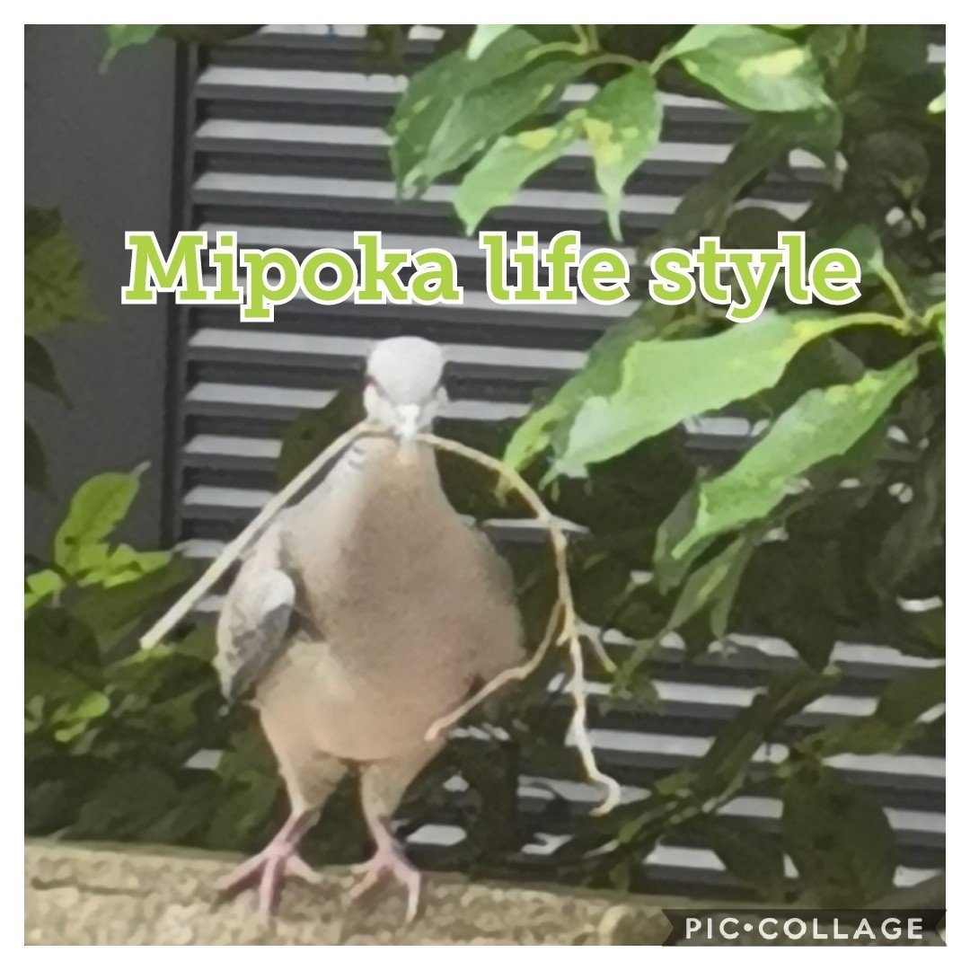 別次元の鳩レース Mipoka Life Style Note