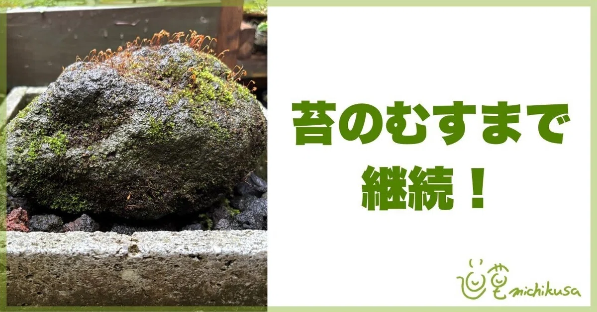 苔のむすまでチャレンジから感じた継続の大切｜道草michikusa石河英作
