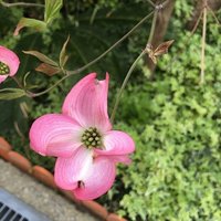ドラマ コウノドリ を見て 心も考え方も 一歩成長した私 Yu ゆー Note