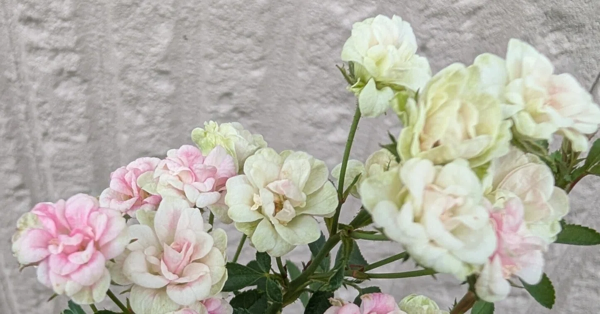[The Mini Rose Discoloration Case] (Conan Style) The pink roses have ...