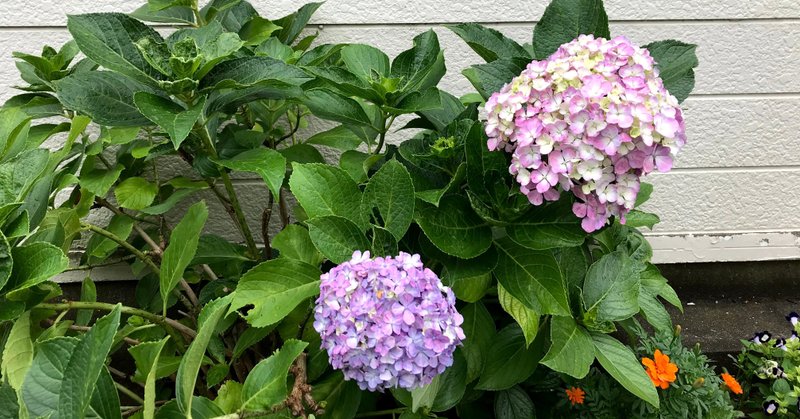 淡い紫の紫陽花