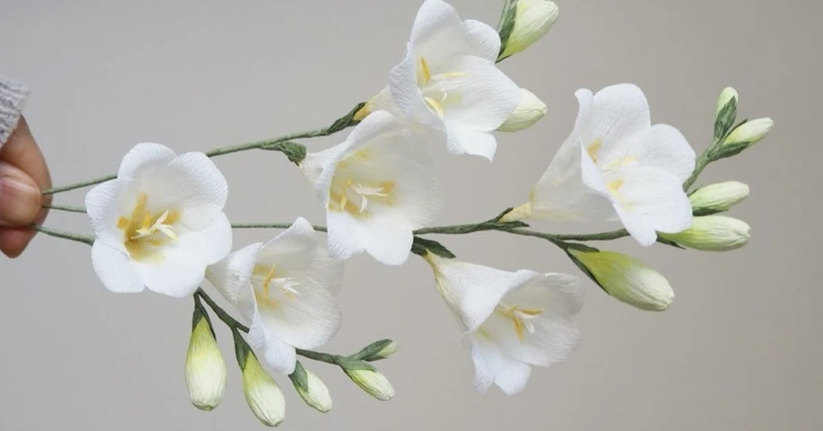 [Botanical Fragrance] About Freesia｜池上優香(IKEGAMI YUUKA)