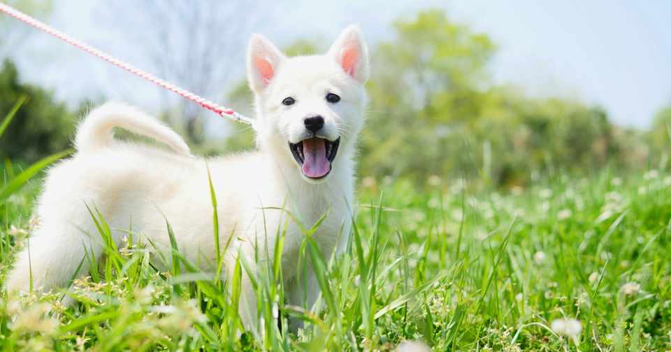 悪い癖 他の犬を咬んでしまった Natsuko I ヨコハマドッグアカデミー Note