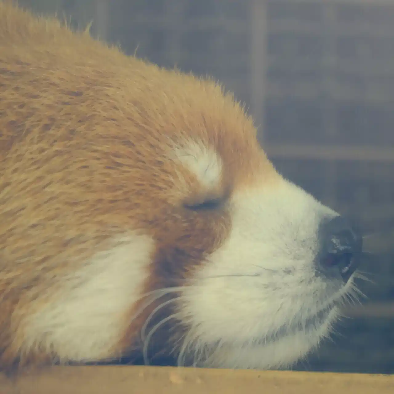 あずきミルク