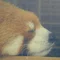 あずきミルク