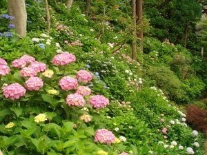 長谷寺21_紫陽花眺望散策路