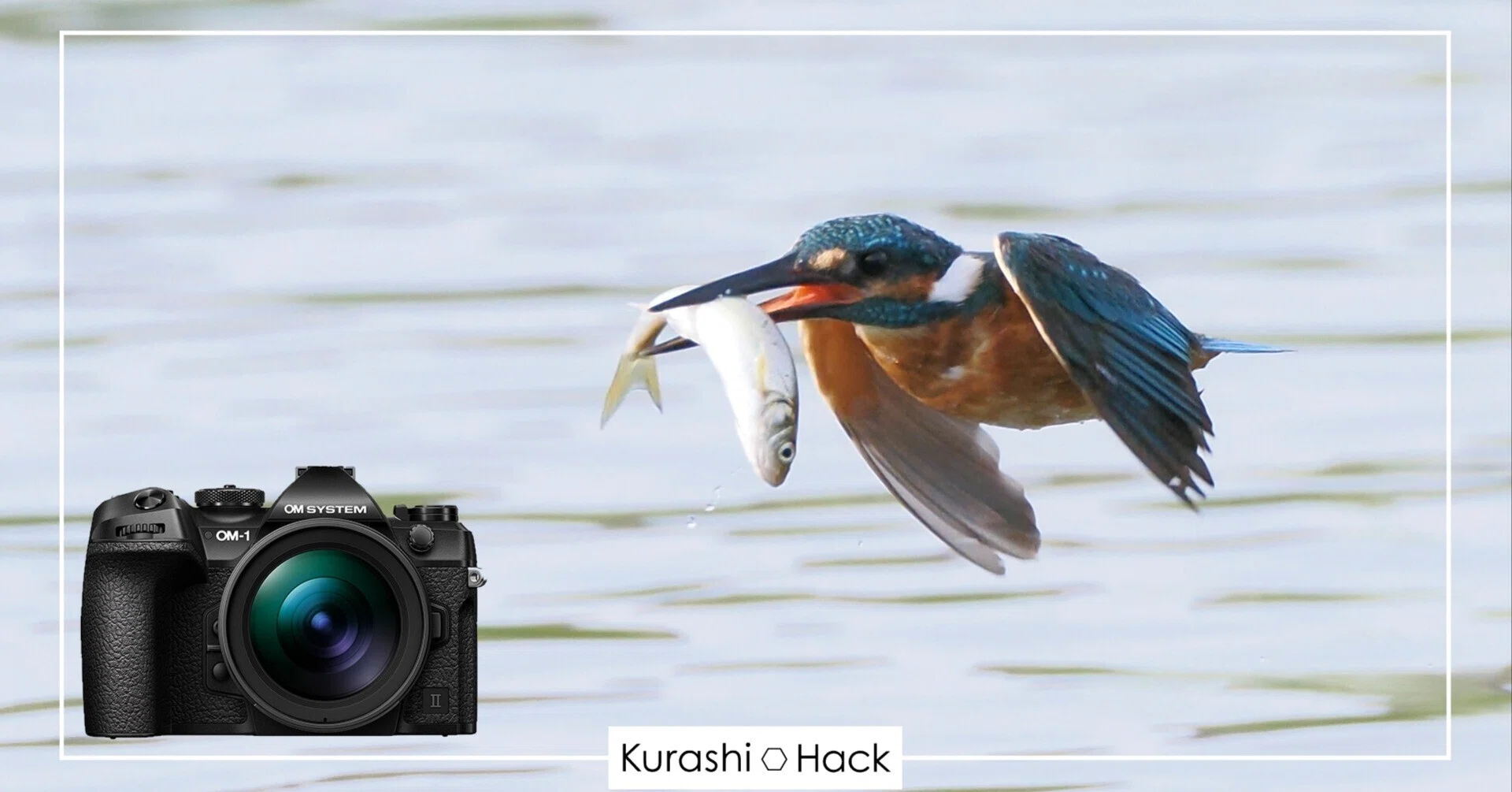 4時半起きで野鳥を撮る日々｜OM-1 Mark II + 300mm F4.0｜実写レビュー