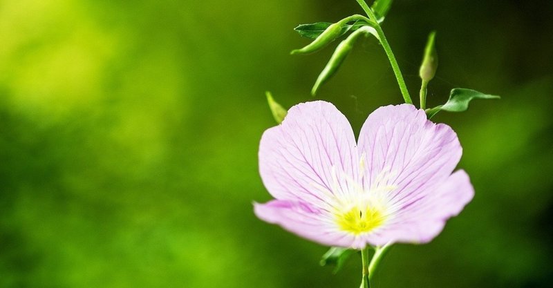 月見草の花言葉 Lily Taki トラベルライター Note