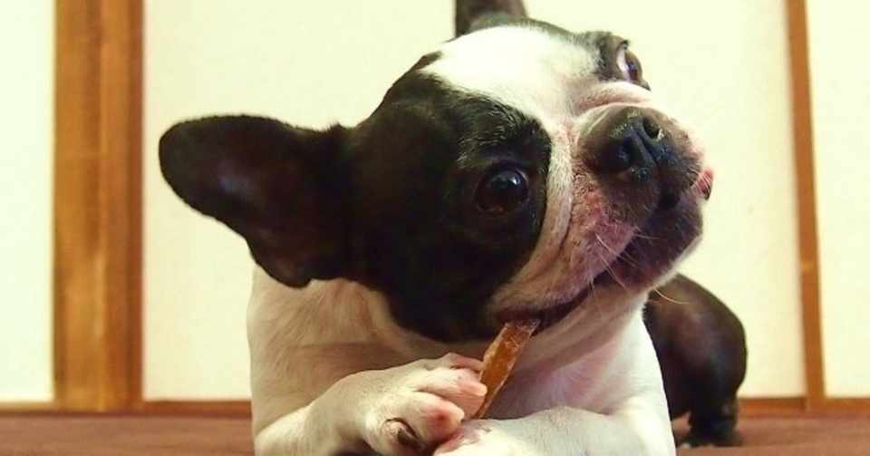 愛犬がドッグフードを食べない時はどうすれば良いの 犬の飼い主サポートのplam Note