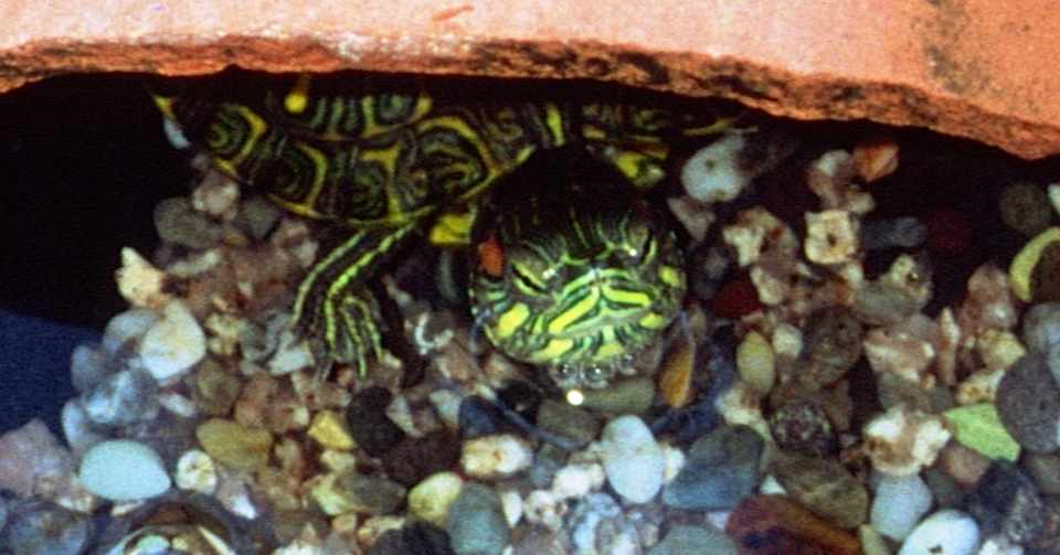 亀の冬眠 雑記草 Note